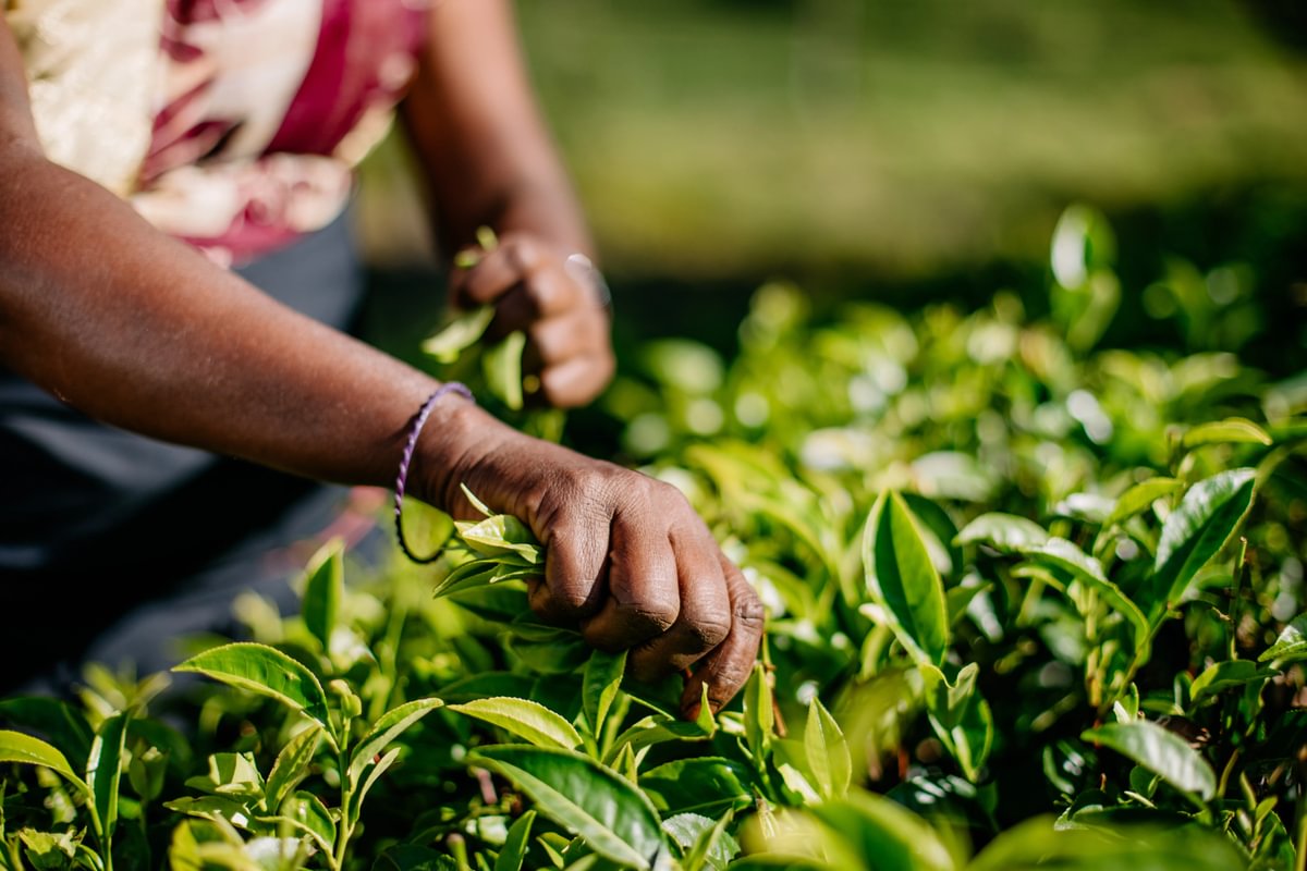 What's the Difference Between Ceylon Tea and Blended Tea?